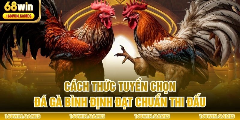Cách thức tuyển chọn đá gà Bình Định đạt chuẩn thi đấu